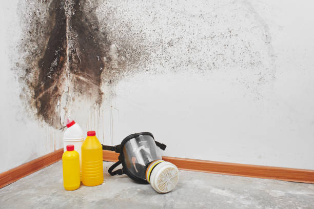 Best Mold Remediation Services  in Upper Exeter, PA