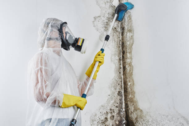 Best Certified Mold Removal  in Upper Exeter, PA