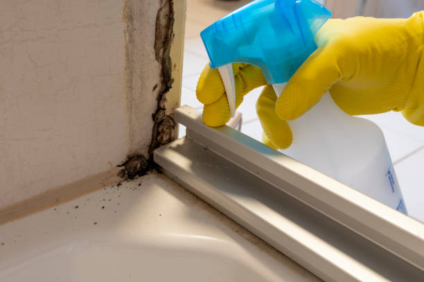 Best Local Mold Removal Service  in Upper Exeter, PA