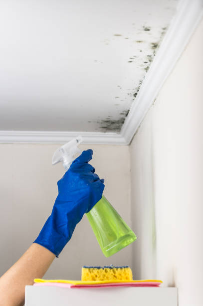 Best Same-Day Mold Removal  in Upper Exeter, PA